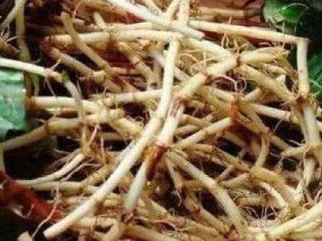 Rễ cây diếp cá thường bỏ đi nhưng ai ngờ lại có nhiều công dụng quý
