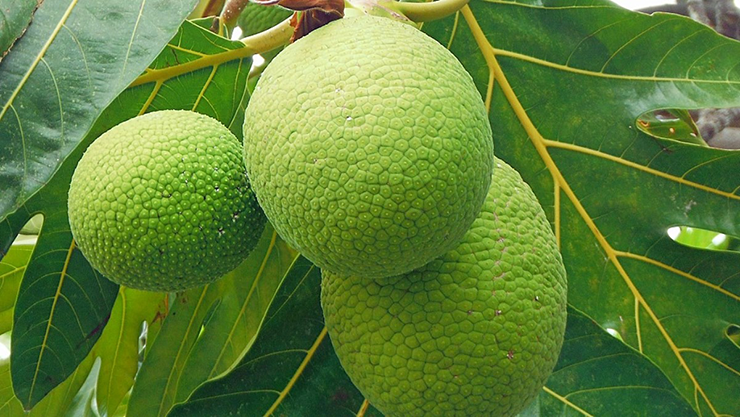 Quả sa kê khá quen thuộc ở Việt Nam, đặc biệt là ở các tỉnh phía Nam. Loại quả này nhìn xa có vẻ giống quả mít non nên cũng khiến nhiều người nhầm lẫn nếu chưa từng được ăn thử.
