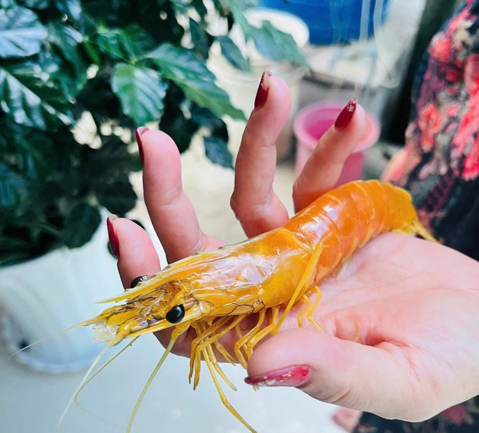 Con tôm sú có màu vàng độc lạ mà bà Trúc đang sở hữu