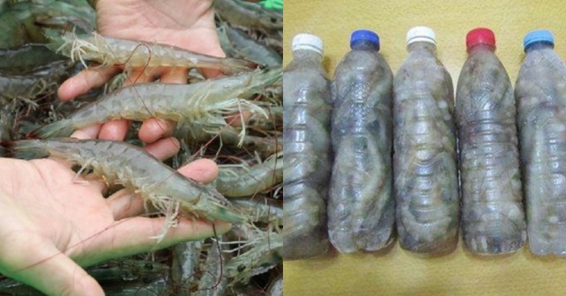 Dùng chai nhựa bảo quản tôm.