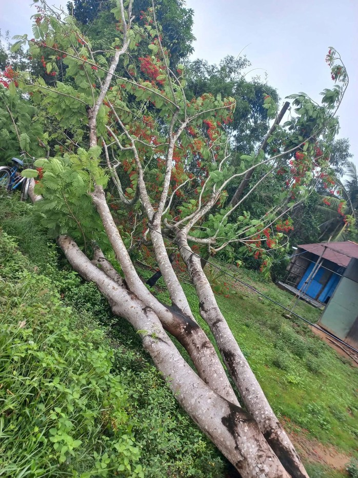 Cây phượng ngã do gió lớn. Nguồn: MXH