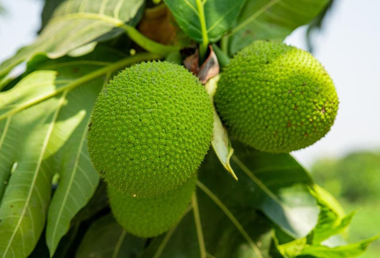 Mặc dù là một loại trái cây nhưng người ta lại hay dùng sa kê để nấu các món ăn, vị của nó khá bở, bùi, ngậy, tựa như khoai tây.
