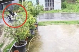 Cây phượng ngã đổ làm dứt dây điện, khiến 2 người bị điện giật tử vong
