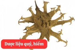 Tin tức sức khỏe - Hy vọng mới cho người đau nhức xương khớp lâu năm từ Móng Quỷ trong Bách Niên Kiện