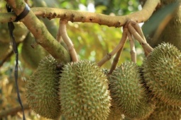 Sầu riêng chữa bệnh gì?