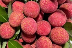 Vải u trứng, mận Pu Nhi  " cháy hàng "  dịp Tết Đoan Ngọ