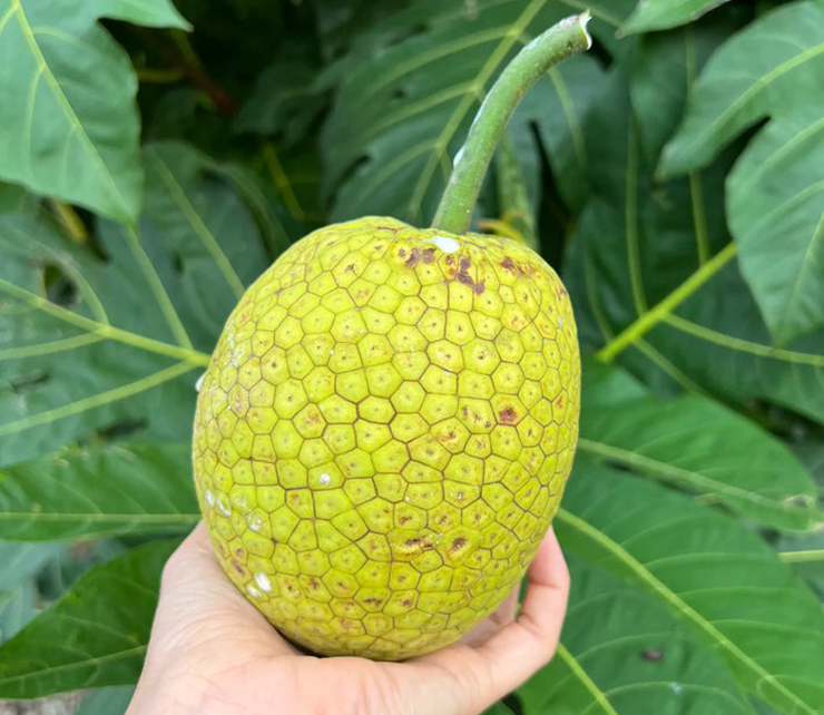 Trong khi đó ở Trung Quốc, cây sa kê chỉ mới được du nhập vào vùng Hải Nam trong vài năm trở lại đây và có giá bán khá đắt đỏ.
