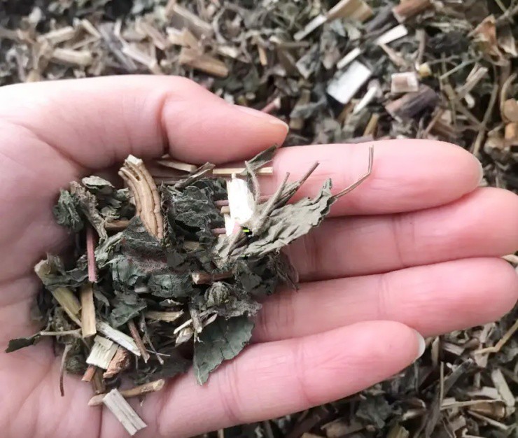 Cỏ dại bốc mùi như phân lợn, rao giá 200.000đ/kg vẫn ùn ùn người mua - 2