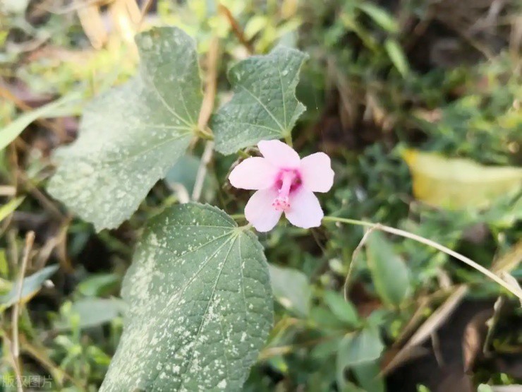 Nửa triệu 1 kg cây dại: Từ nỗi phiền toái đến “vàng xanh” - 1