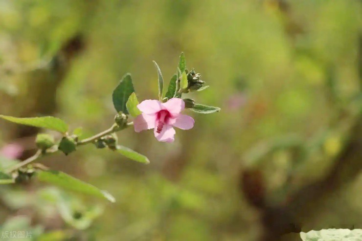 Nửa triệu 1 kg cây dại: Từ nỗi phiền toái đến “vàng xanh” - 3