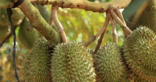 Sầu riêng chữa bệnh gì?