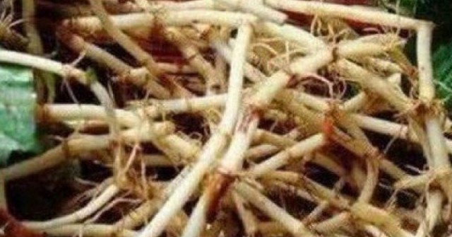 Rễ cây diếp cá thường bỏ đi nhưng ai ngờ lại có nhiều công dụng quý