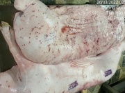 Kinh doanh - Bị tố trà trộn heo bệnh, gà bệnh hôi thối bán ra thị trường, C.P. Việt Nam nói gì?