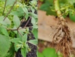 Cỏ dại bốc mùi như phân lợn, rao giá 200.000đ/kg vẫn ùn ùn người mua