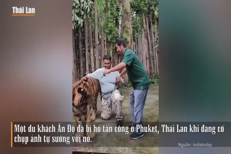 Suýt chết vì chụp ảnh tự sướng với hổ