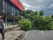 Cây xanh to bật gốc giữa trưa