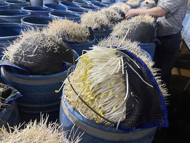 Mỗi thùng nhựa trên ngâm ủ được khoảng 15 - 16kg giá đỗ thành phẩm.