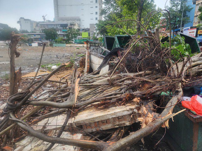 Cây xanh trên đường Lê Hồng Phong, quận 10 được di chuyển kịp thời giải tỏa ùn ứ.