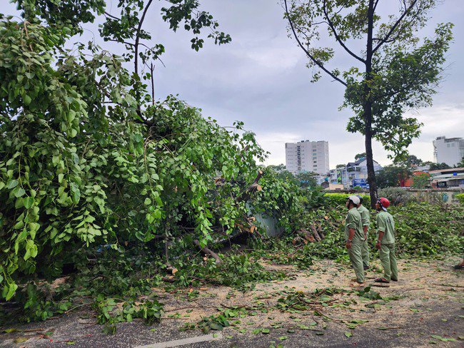 Cây xanh ngã đổ trên đường Lê Hồng Phong, quận 10.