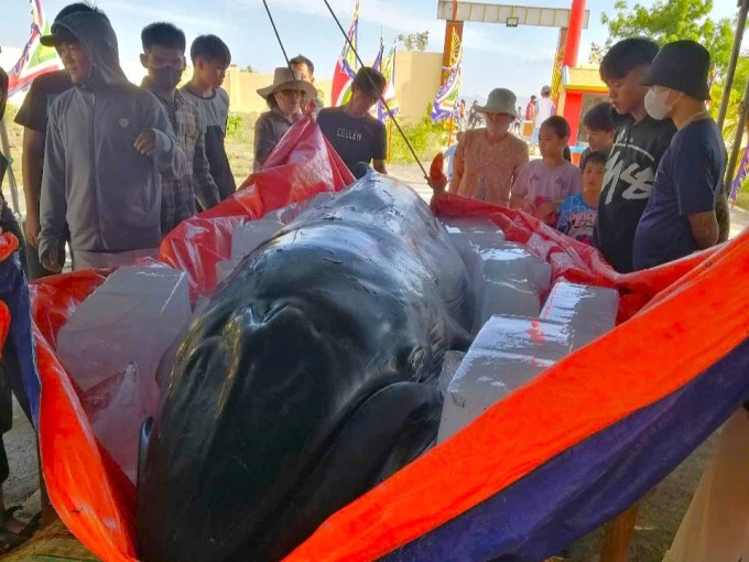 Người dân đưa cá voi vào lăng vạn tổ chức lễ an táng theo phong tục. Ảnh: Phước Thiện