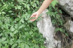 Việt Nam có cây trường thọ mọc dại khắp nơi, không cần trồng vẫn hái ra  " vàng " , thành đặc sản