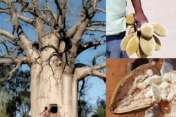 Cây  vạn năng  ở châu Phi: To ngang biệt thự, vừa  cứu đói  vừa  cứu rét 
