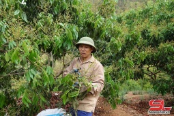 Chủ động các điều kiện phục vụ thu hoạch, chế biến, tiêu thụ nông sản