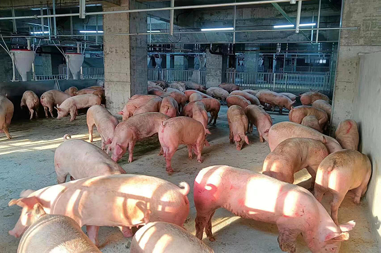Kể từ khi vào tòa nhà, mỗi con heo sẽ có 1 ID riêng để tiện quản lý, trong đó bao gồm tất cả thông tin từ: giống, nguồn gốc, lịch sử mang thai, sinh sản, bệnh dịch…
