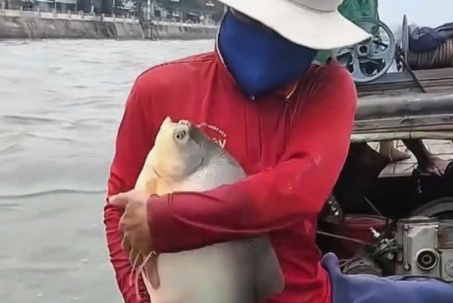 Cộng đồng mạng tranh cãi nảy lửa vụ phóng sinh cá chim trắng