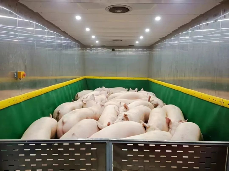 Tòa nhà được thiết kế thang máy riêng cho heo, với diện tích 18 mét vuông, mỗi lần có thể chở 70 con heo.&nbsp;
