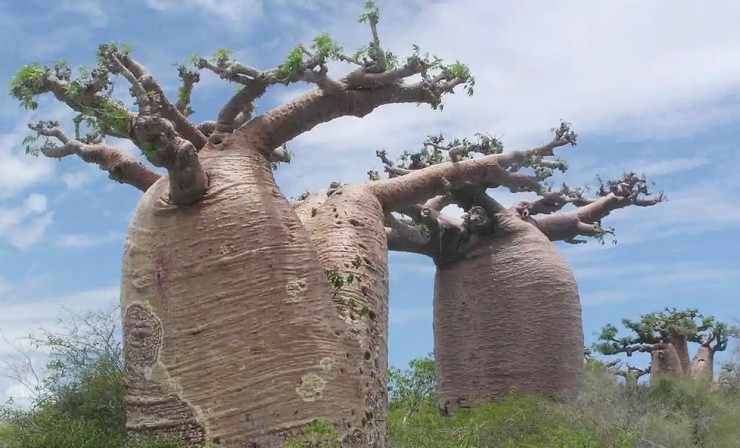 Cây “vạn năng” ở châu Phi: To ngang biệt thự, vừa “cứu đói” vừa “cứu rét” - 1
