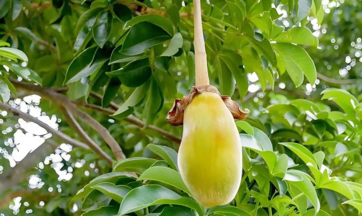 Cây “vạn năng” ở châu Phi: To ngang biệt thự, vừa “cứu đói” vừa “cứu rét” - 4