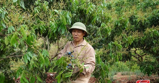 Chủ động các điều kiện phục vụ thu hoạch, chế biến, tiêu thụ nông sản