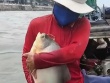Cộng đồng mạng tranh cãi nảy lửa vụ phóng sinh cá chim trắng