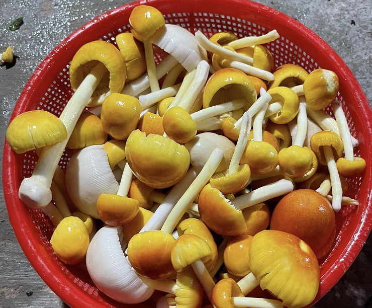 Giá của loại nấm này có thời điểm lên tới 300-500 nghìn đồng/kg.
