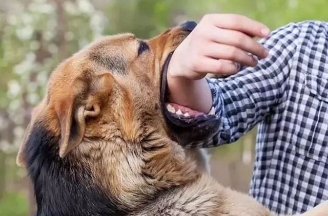 Trẻ nguy kịch sau khi bị chó nhà cắn. Ảnh minh họa