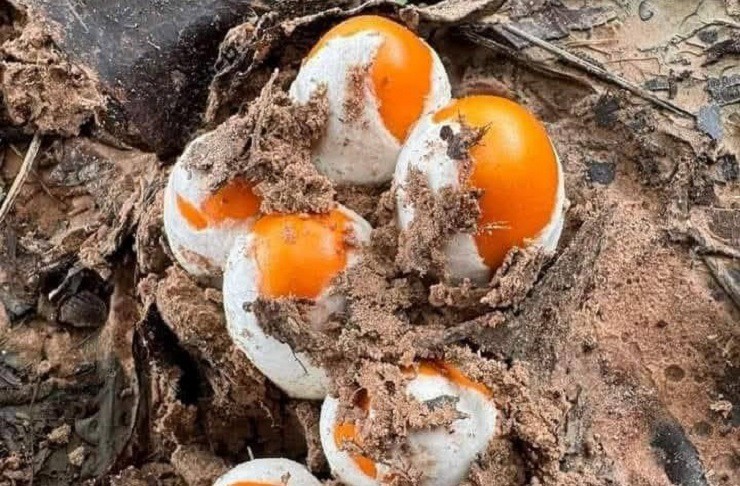 Trong đó, có loại nấm nhìn giống hệt như quả trứng gà trồi lên từ lòng đất, được gọi là nấm trứng gà.
