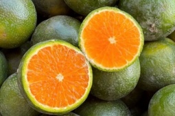 Cam sen là cam gì, giá siêu rẻ, chỉ vài nghìn đồng/kg?