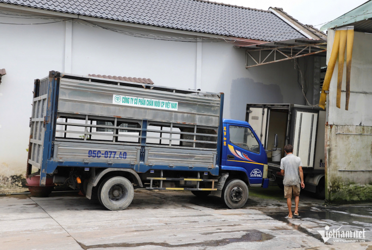 Xe chở&nbsp;heo về cơ sở giết mổ gia công cho C.P. Việt Nam ở Hậu Giang.