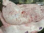 Thị trường - Tiêu dùng - Nóng: Hình ảnh heo bệnh là thật, được chụp tại cơ sở gia công cho C.P. Việt Nam