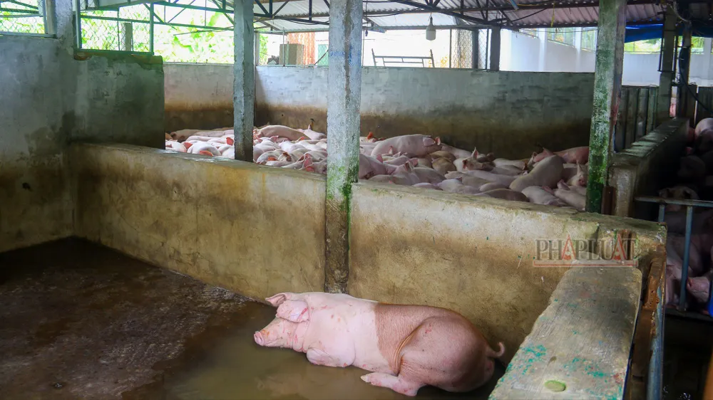Đại diện cơ sở giết mổ gia súc Dững Nga (huyện Phụng Hiệp, tỉnh Hậu Giang), khẳng định cơ sở hoàn toàn không cung cấp heo về tỉnh Sóc Trăng. Ảnh: CHÂU ANH