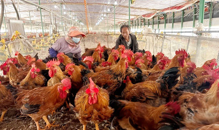 Bỏ phố về làng nuôi gà, “tay ngang” 9x kiếm cả trăm triệu đồng, sống thảnh thơi ở quê - 2