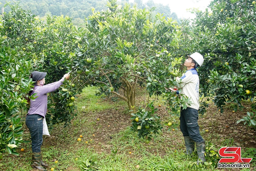 Nông dân xã Mường Thải, huyện Phù Yên, chăm sóc vườn cam theo hướng hữu cơ.