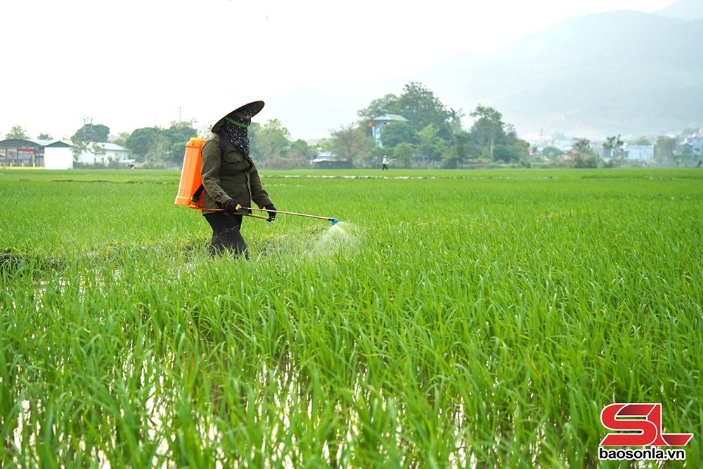 Nông dân tiểu khu Chiềng Thượng, thị trấn Quang Huy, huyện Phù Yên, sử dụng chế phẩm sinh học phòng, trừ sâu bệnh cho lúa.