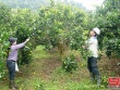 Phù Yên đẩy mạnh phát triển nông nghiệp hữu cơ