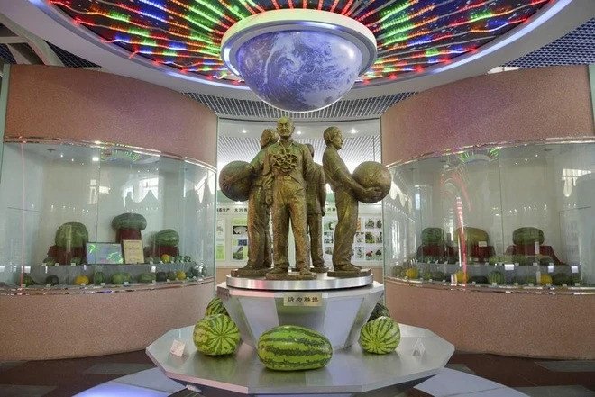 Lần thứ 5 trở thành &#39;Vua dưa hấu&#39; nhờ thu được quả khủng gần trăm cân - 3