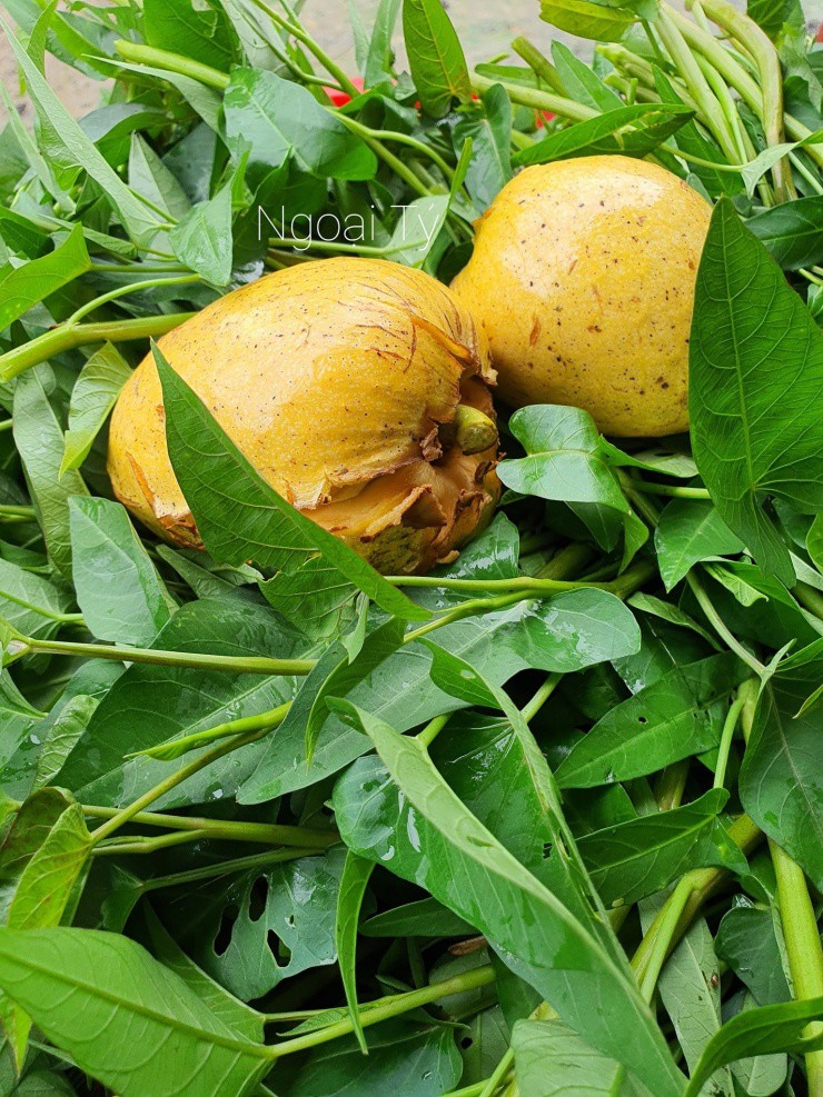 Trái bình bát khi chín vỏ và ruột đều chuyển màu vàng ươm. Ảnh: Suốt Anh