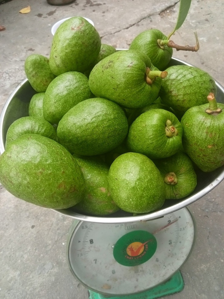 Trái bình bát xanh được tìm mua để làm thuốc. Ảnh: Tuấn Nguyễn