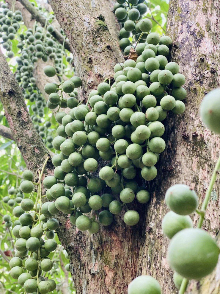Cứ mỗi mùa trái cây, bà con ở Cồn Sơn lại chuẩn bị những con đường đầy trái cây mới để du khách đến tham quan và thưởng thức.