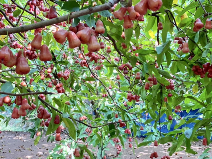 Du khách tham quan, chụp ảnh và hái trái cây ăn tại chỗ.